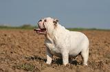 BULLDOG ANGLAIS 169